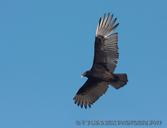 Turkey Vulture