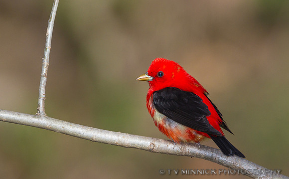 Scarlet Tanager