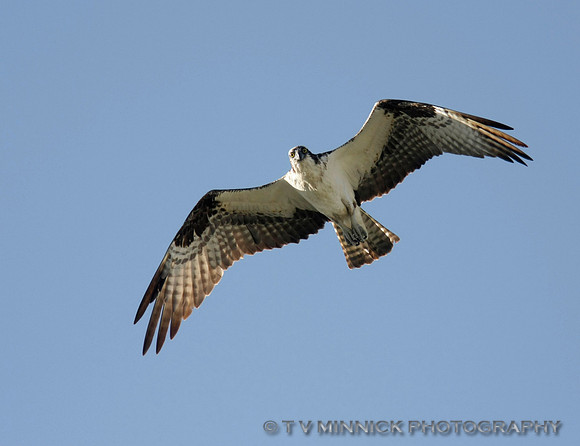 Osprey