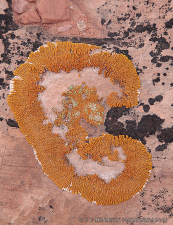 Lichens on Sandstone 2