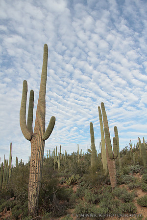 Saguaros and Clouds