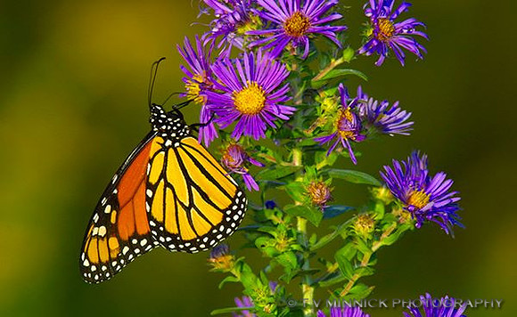 Monarch on Purple Aster