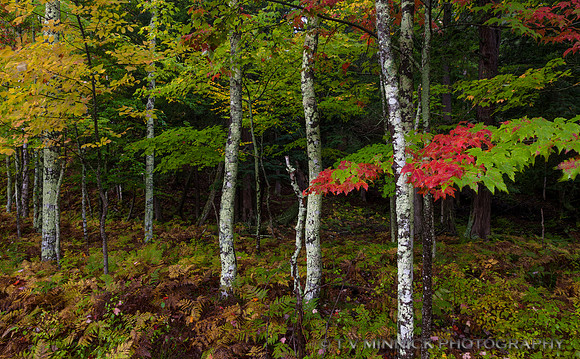 Northwoods Autumn