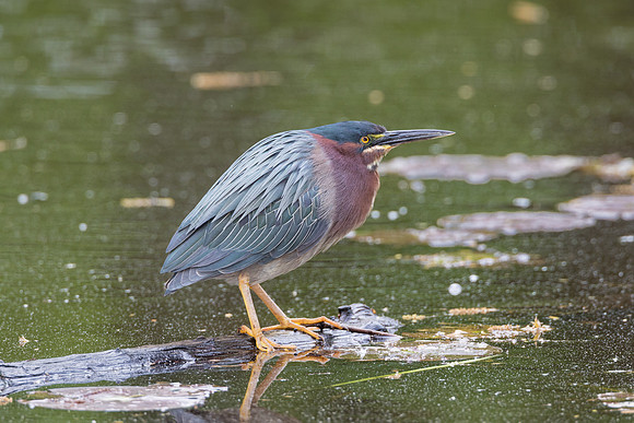 Green Heron