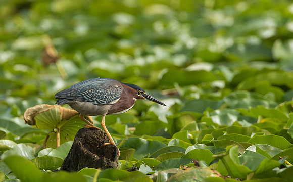 Green Heron