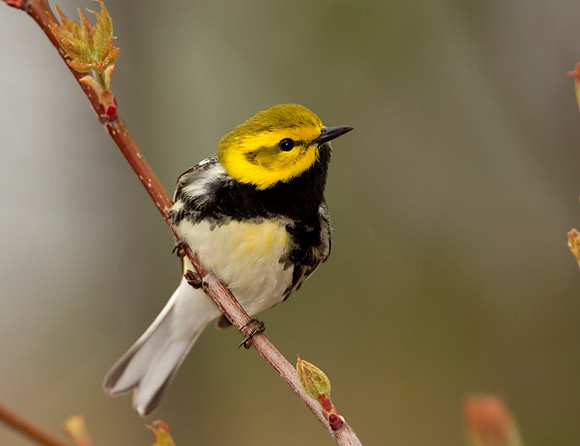 Black-throated Green Warbler