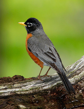 American Robin