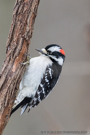 Downy Woodpecker
