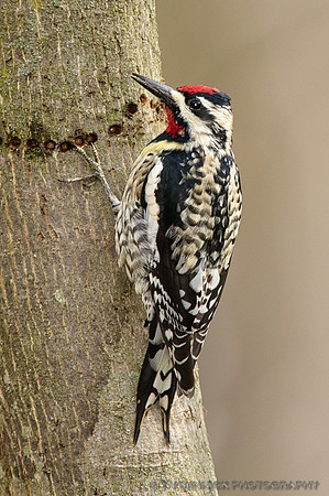 Yellow-bellied Sapsucker