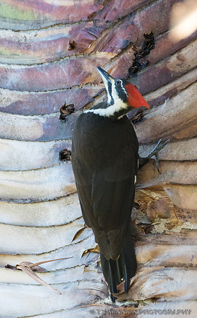 Pileated Woodpecker