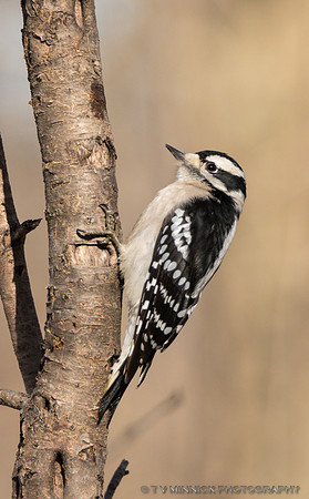 Downy Woodpecker
