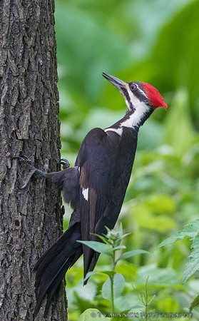 Pileated Woodpecker