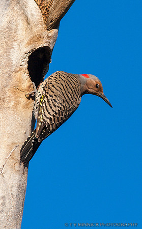 Yellow-shafted Flicker