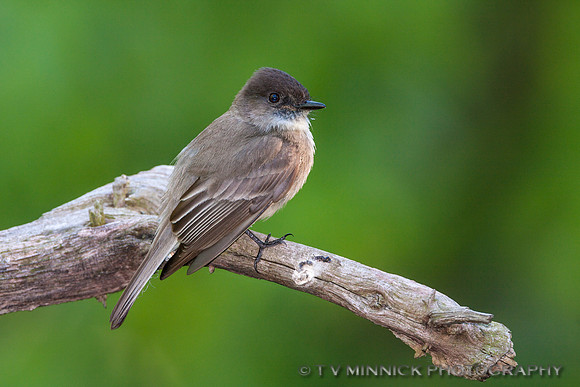 Eastern Phoebe