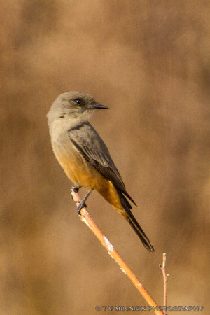Say's Phoebe