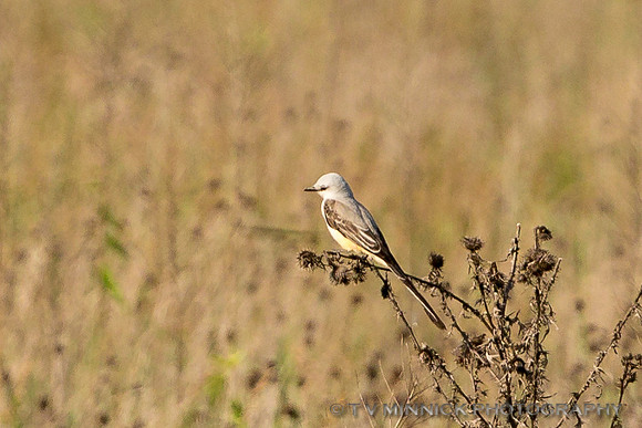 Scissor-tailed Flycatcher