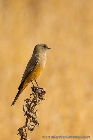Say's Phoebe