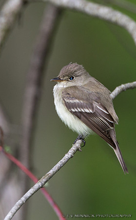 Least Flycatcher