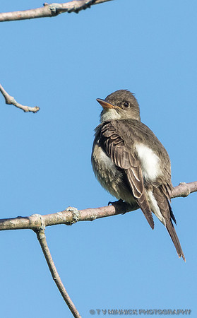 Olive-sided Flycatcher