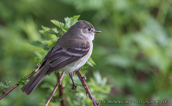 Least Flycatcher