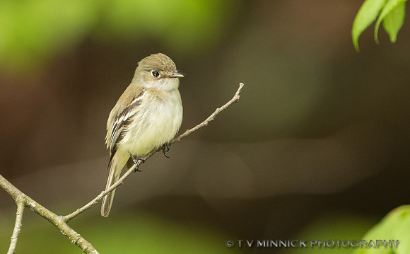Least Flycatcher