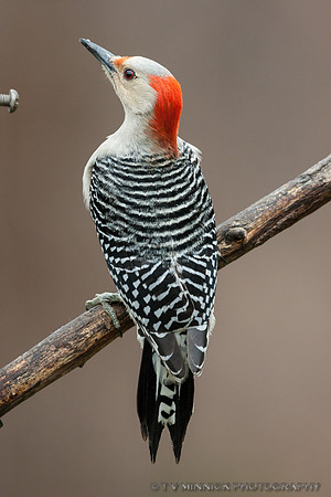 Red-bellied Woodpecker