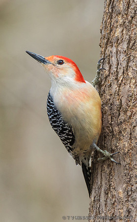 Red-bellied Woodpecker