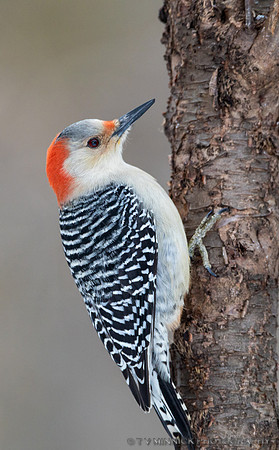 Red-bellied Woodpecker
