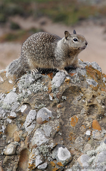 California Ground Squirrel