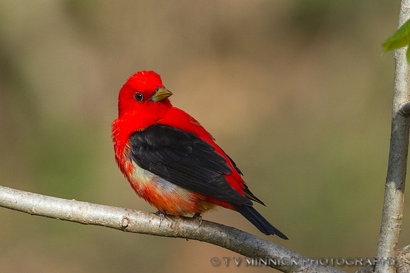 Scarlet Tanager