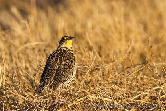Western Meadowlark