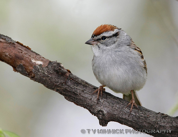 Chipping Sparrow