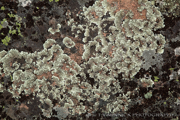 Concentric Ring Lichen
