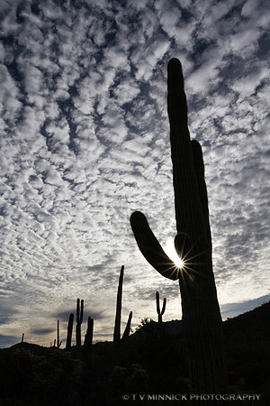 Saguaro Sunburst