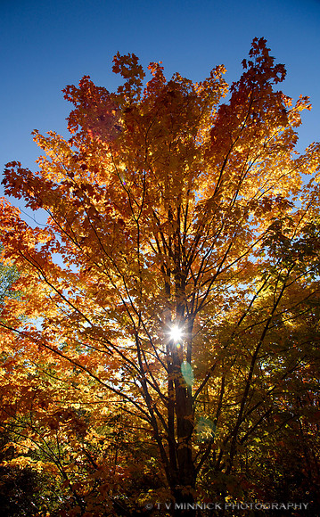 Sunburst Through Tree in Autumn