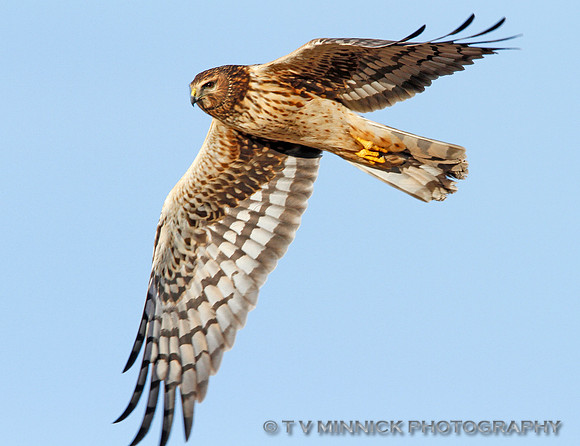 Northern Harrier