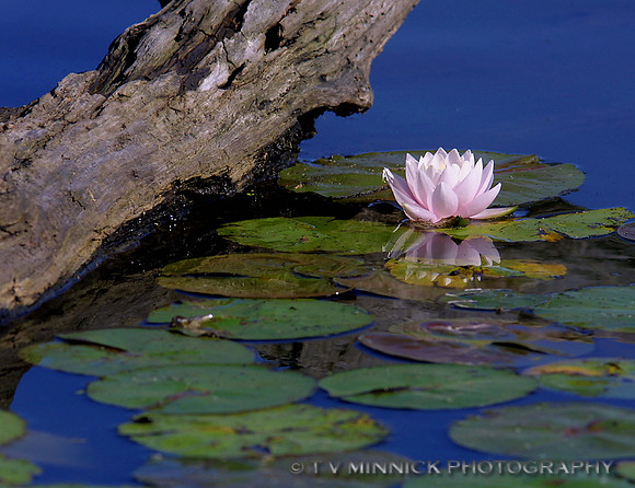 White Water Lily