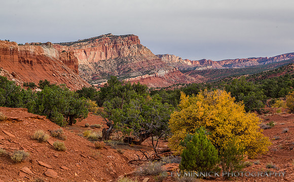 Along the Scenic Drive