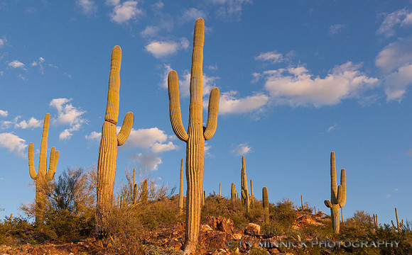 First Light on Saguaros