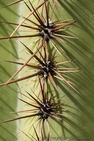 Saguaro Cactus Spines