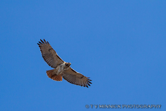 Soaring Red-tailed Hawk