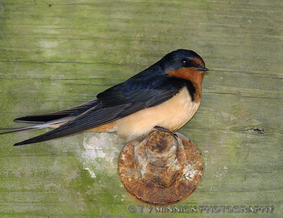 Barn Swallow