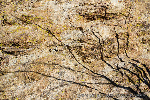 Ocotillo Shadow on Rock