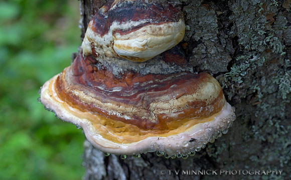 Red-belted Polypore