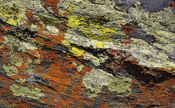 Lichens on Rock