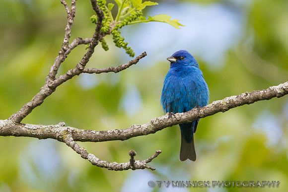 Indigo Bunting