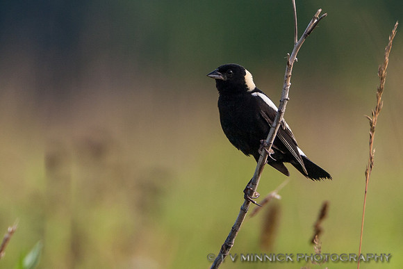 Bobolink