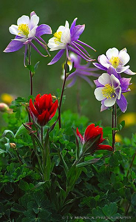 Columbine and Indian Paintbrush