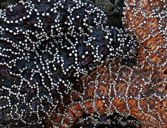 Starfish Mosaic