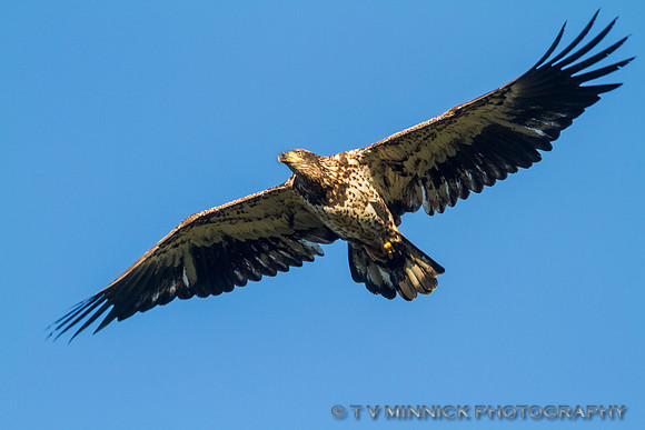 Immature Bald Eagle